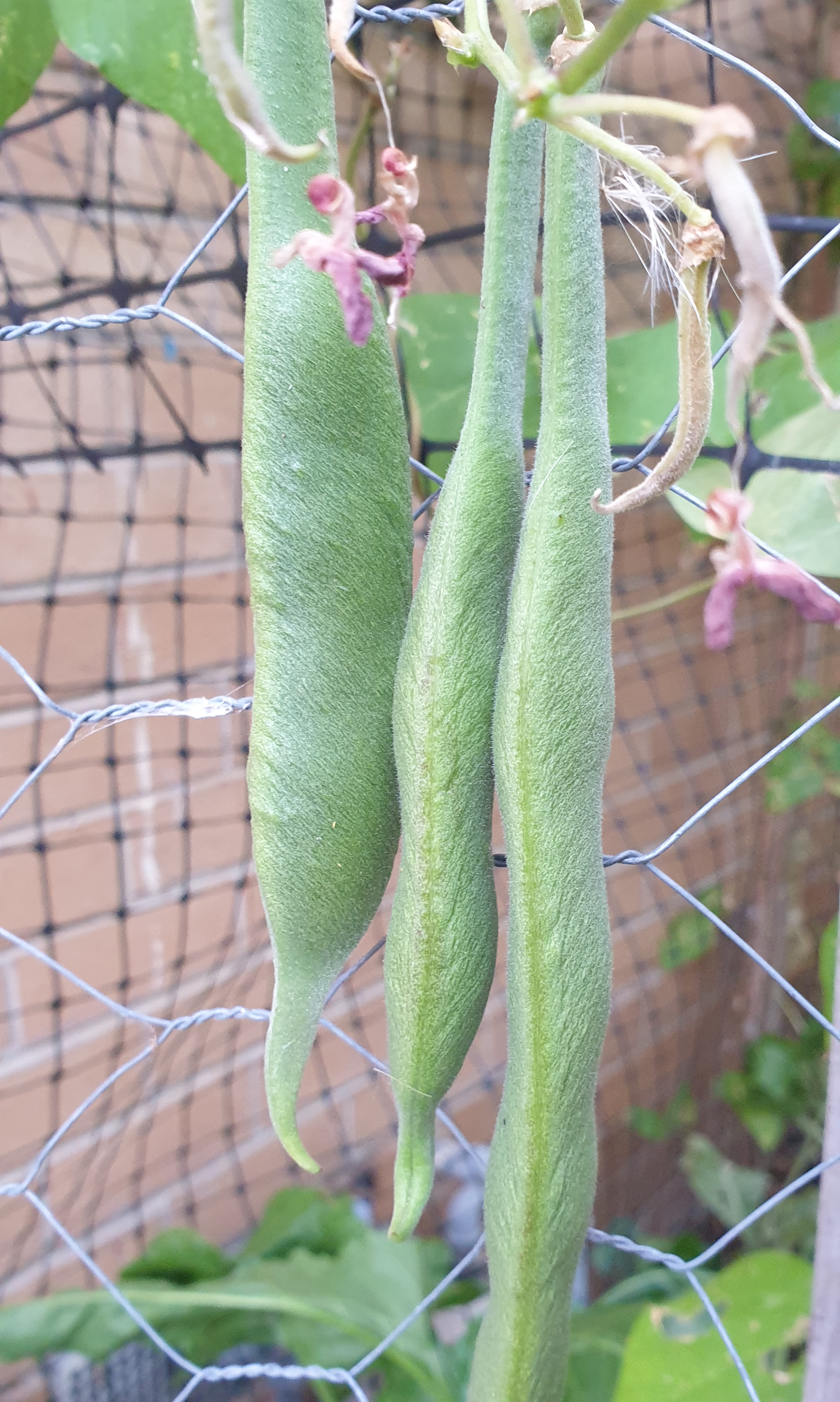 Organic Scarlet Runner Bean Organic Scarlet Runner Bean - Image 2