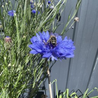 Cornflower 'Blue Boy' – Centaurea Cyanus