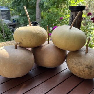 Canteen Gourd