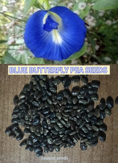 Blue Butterfly Pea