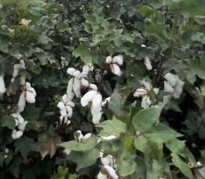 White Cotton Perennial