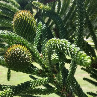 Araucaria Montana