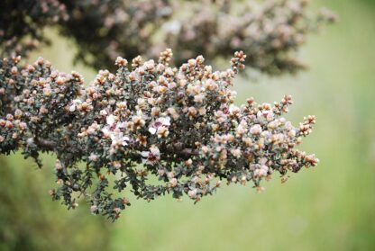 Leptospermum Lanigerum - Woolly Tea Tree