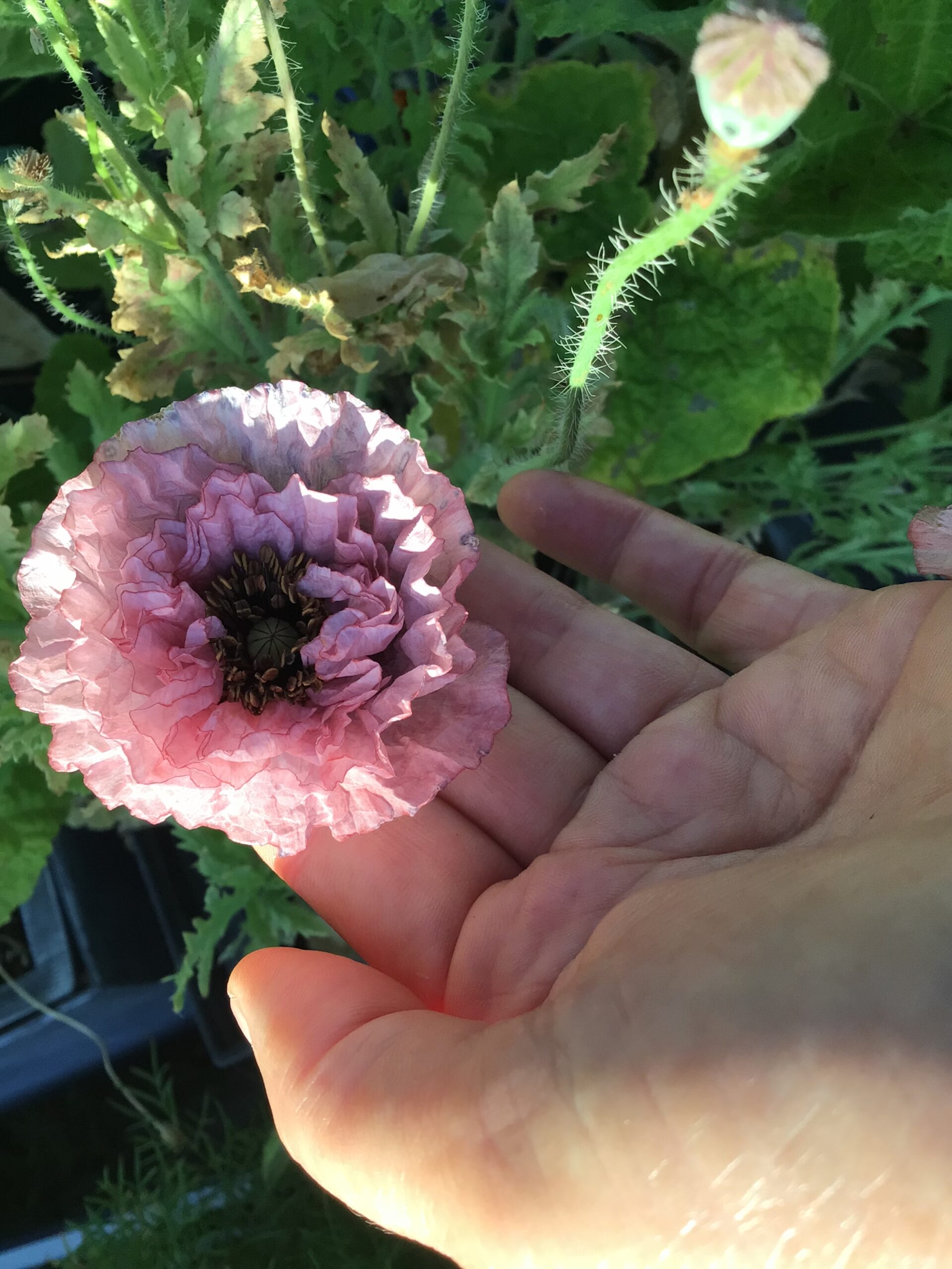 Amazing Grey Shirley Poppy Amazing Grey Shirley Poppy - Image 12