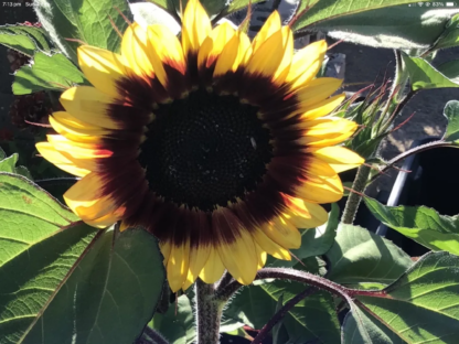 Ring Of Fire Sunflower