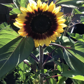 Ring Of Fire Sunflower