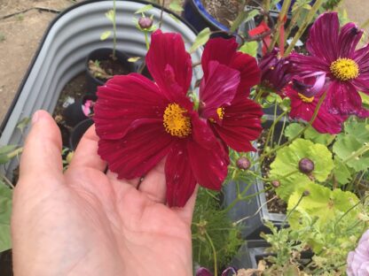 Cosmos Red