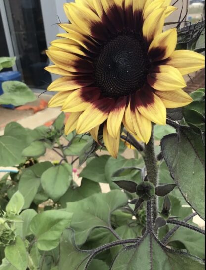 Lilac Monarch Sunflower