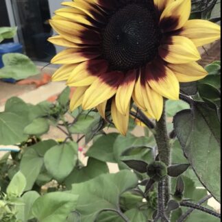 Lilac Monarch Sunflower