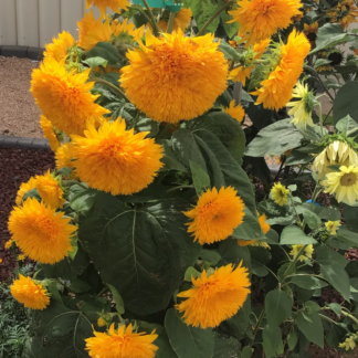 Double Dazzler Sunflowers