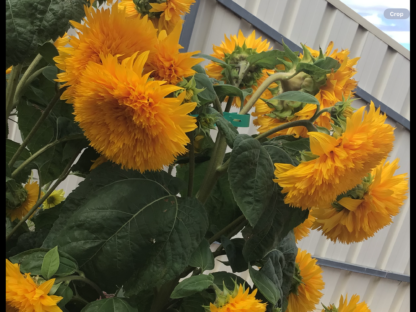 Double Dazzler Sunflowers