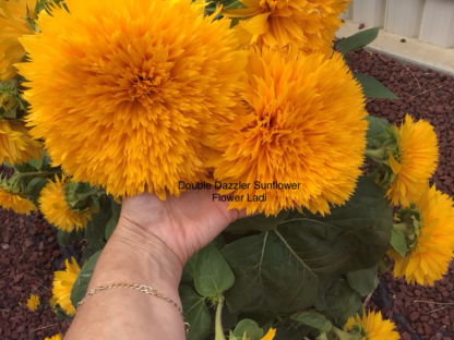 Double Dazzler Sunflowers