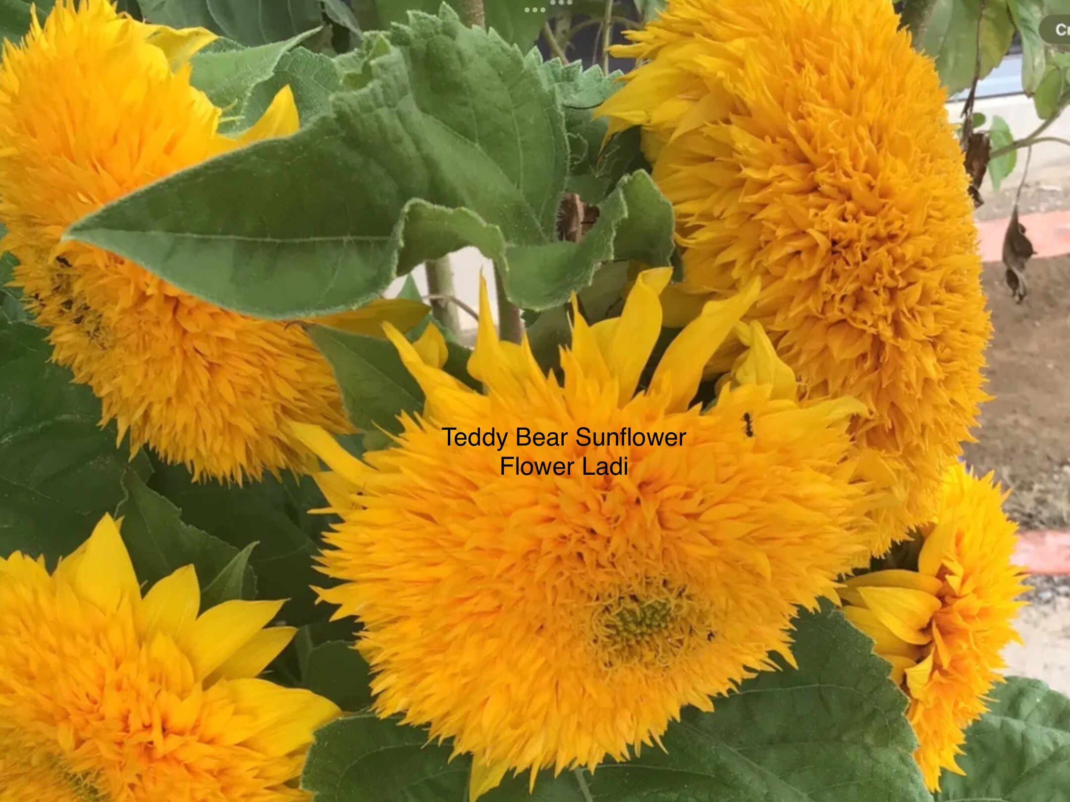 Double Dazzler Sunflowers Double Dazzler Sunflowers - Image 5