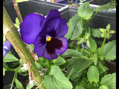 Blue Ullswater Pansy Seeds – Heirloom Viola Seeds, 50 Count, Easy To Grow Biennial Flowers 13 thumbnail image