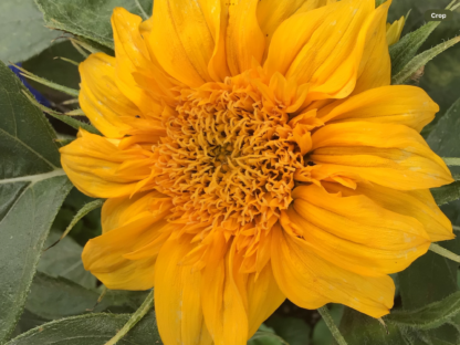 Sunsation Sunflower Dwarf