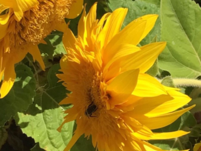 Sunsation Sunflower Dwarf