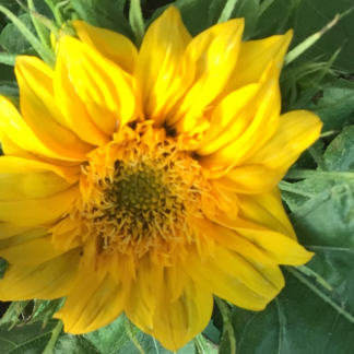 Sunsation Sunflower Dwarf