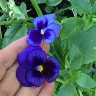 Swiss Giants Ullswater Blue Pansy