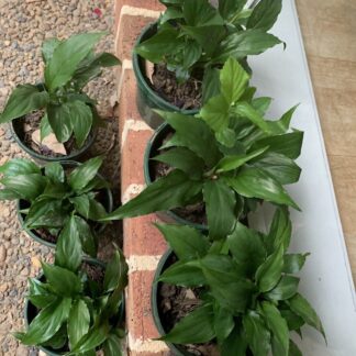2x Madonna Peace Lily Potted Plants