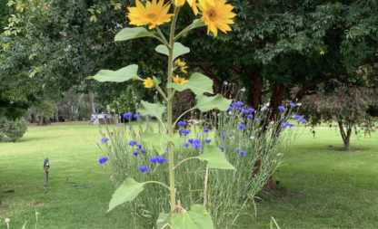 Cornflower 'Blue Boy' – Centaurea Cyanus