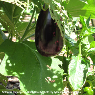 Solanum melongena- Black Beauty photo by Tyler ser Noche contribs