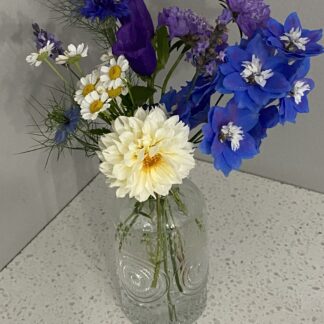 Delphinium Aurora Blue