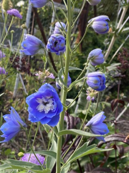 Delphinium Aurora Blue