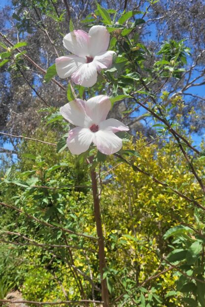 pale pink flowers on large open shrub against a blue sky