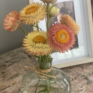 Everlasting Daisy Salmon Rose