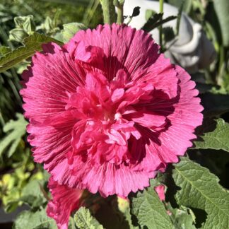 Hollyhock Double Deep Pink