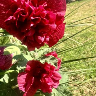 Dark Pink Double Hollyhock