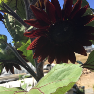 Sunflower Black Claret