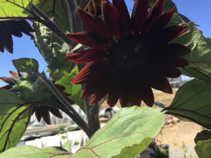Sunflower Black Claret
