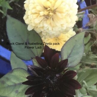 Black Claret & Zinnia Mix