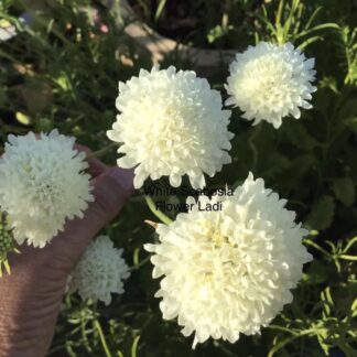 Zinnia White Pincushion (Big Pack)