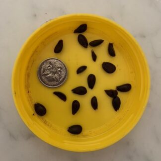 Korean Singo Giant Brown Pear