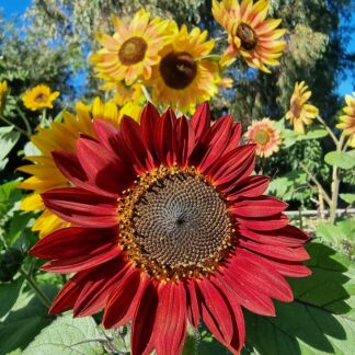 Colourful Sunflower Mix
