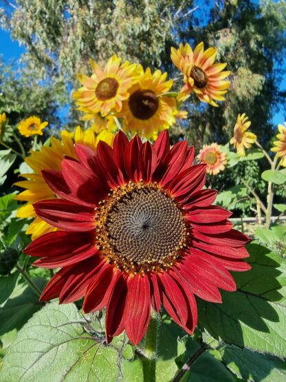 Colourful Sunflower Mix