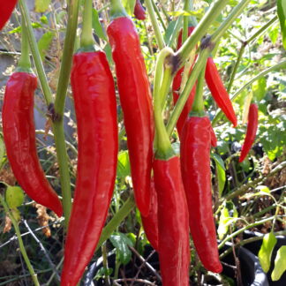 Big Long Red Chilli
