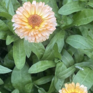 Calendula Pink Surprise