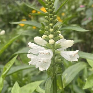 Obedient Plant (white)