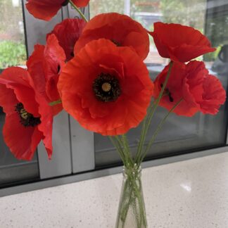Red Flanders Poppy