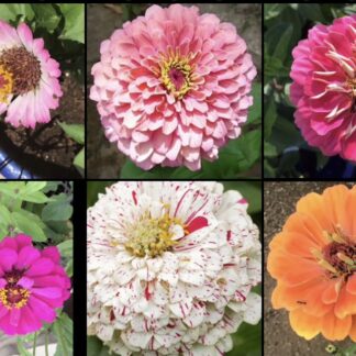 Zinnia Pastel Big Pack