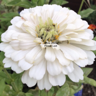Zinnia, Polar Bear