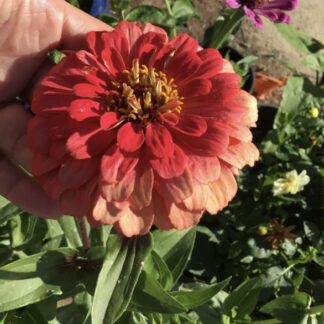 Zinnia Salmon Queen Rose