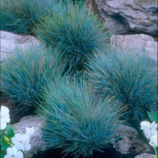 Festuca Glauca Blue Select