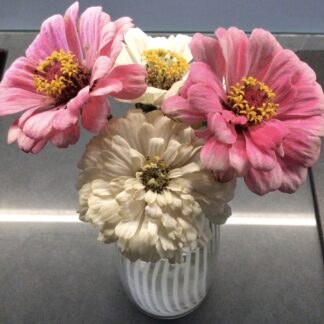 Pink & White Zinnia