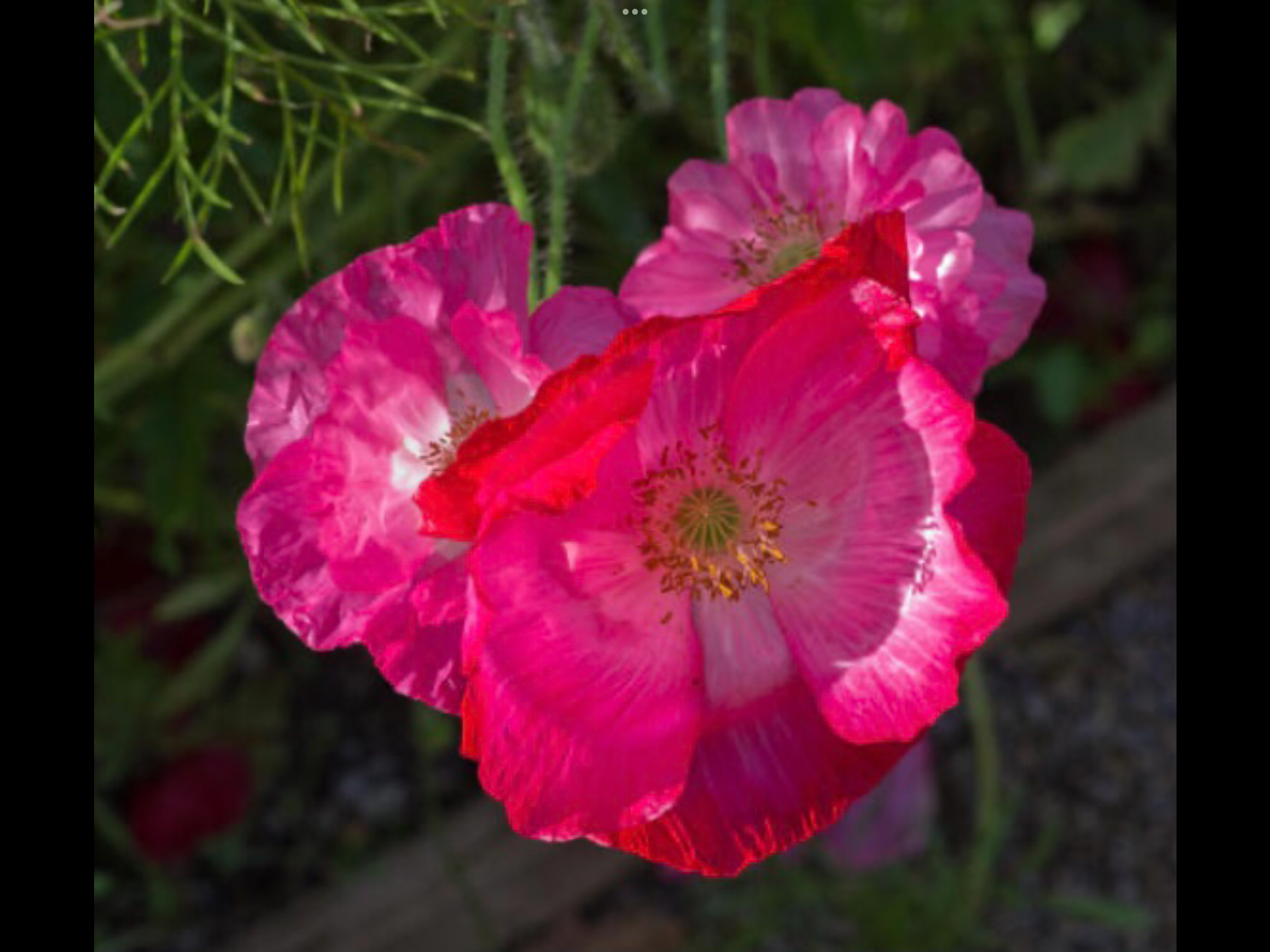 Shirley Poppy Shirley Poppy - Image 6