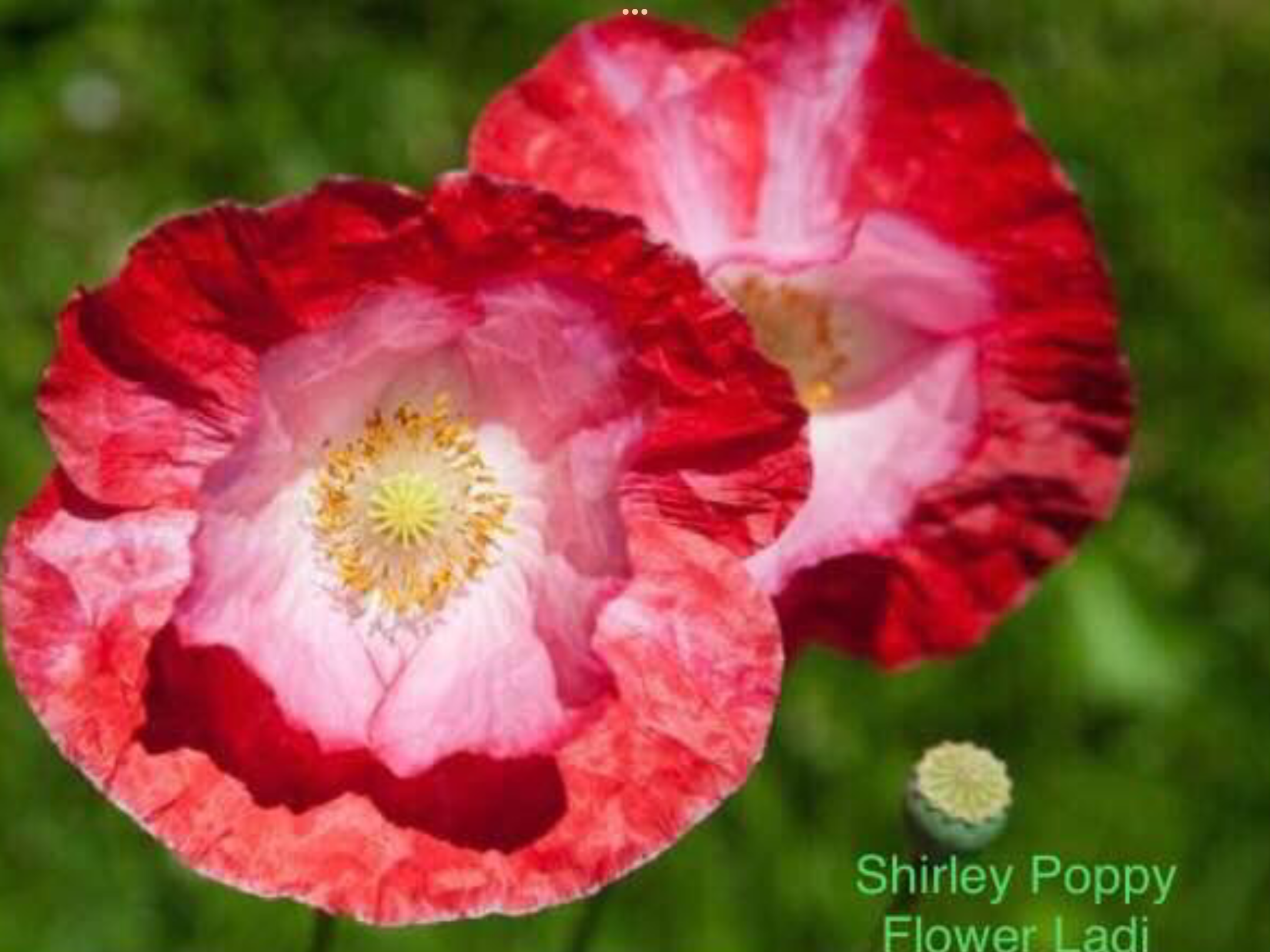 Shirley Poppy Shirley Poppy - Image 8