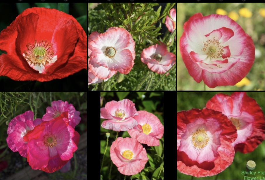 Shirley Poppy Shirley Poppy